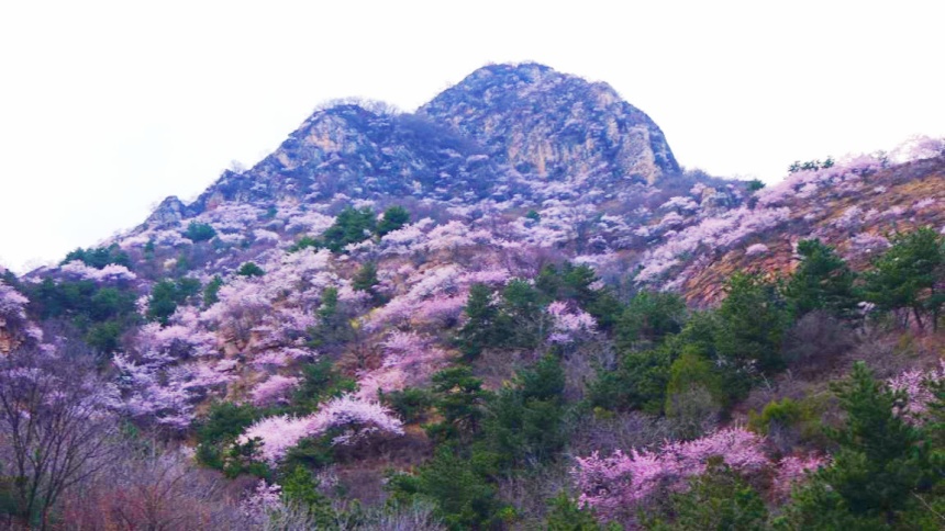 武安市東太行百里畫廊里的山桃花。李樹鋒攝