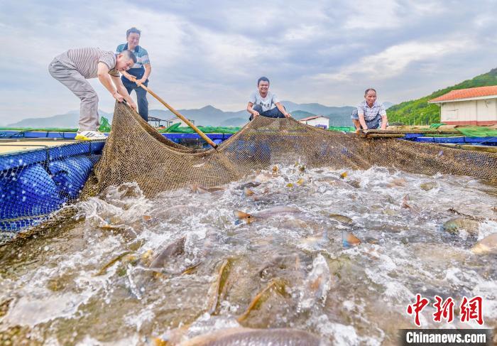 村民在漁排收獲紅鼓魚。(資料圖) 李郁 攝