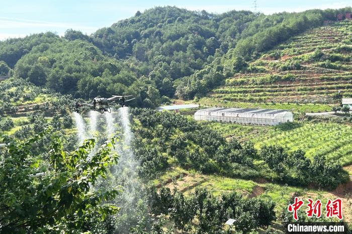 圖為江西上饒市廣豐區(qū)西壇果園正進行無人機植保作業(yè)。　朱瑩 攝
