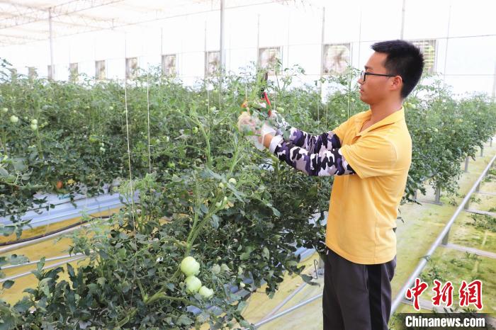圖為在紅谷灘區(qū)元宇宙·VR數(shù)字農(nóng)業(yè)示范基地七彩番茄培育車間內(nèi)，農(nóng)業(yè)技術(shù)員正在對番茄植株進行修剪。　熊錦陽 攝