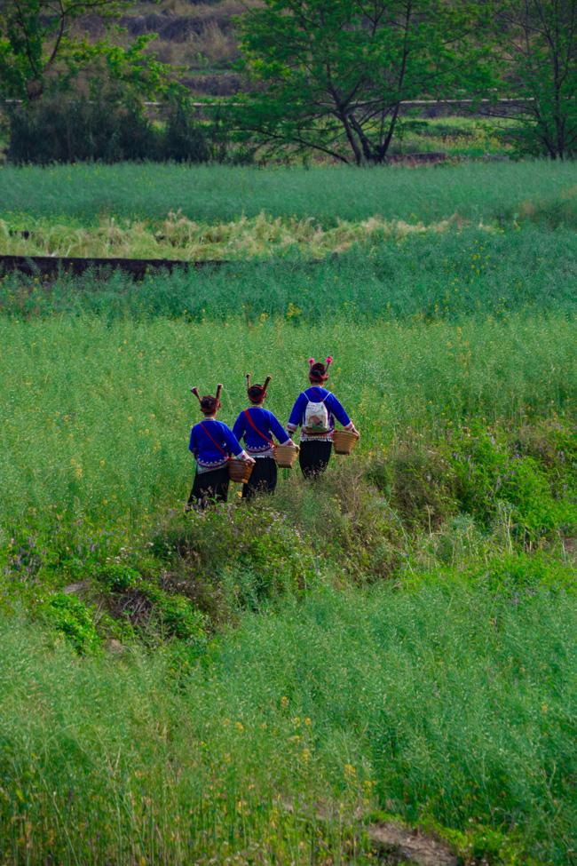 世外桃源春光好。網(wǎng)友“二流攝影師”攝