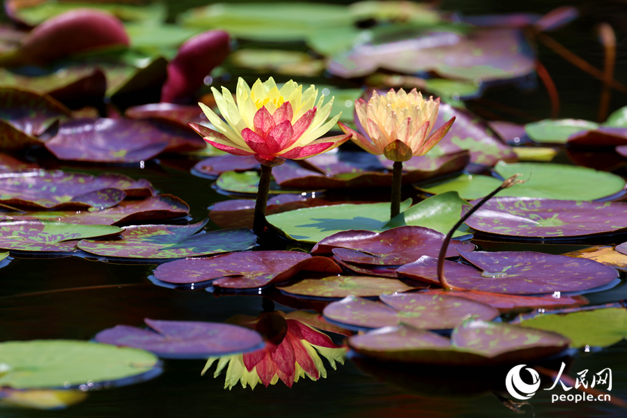 雙色睡蓮與翠綠的蓮葉、清澈的池水相映成畫。人民網(wǎng)記者 陳博攝 雙色睡蓮與翠綠的蓮葉、清澈的池水相映成畫。人民網(wǎng)記者 陳博攝