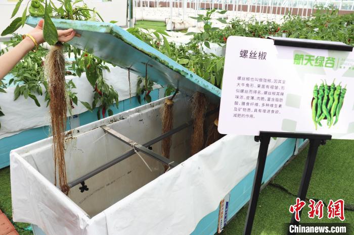 圖為在南昌市紅谷灘區(qū)元宇宙·VR數(shù)字農(nóng)業(yè)示范基地氣霧培養(yǎng)車間里，螺絲椒長勢良好?！⌒苠\陽 攝