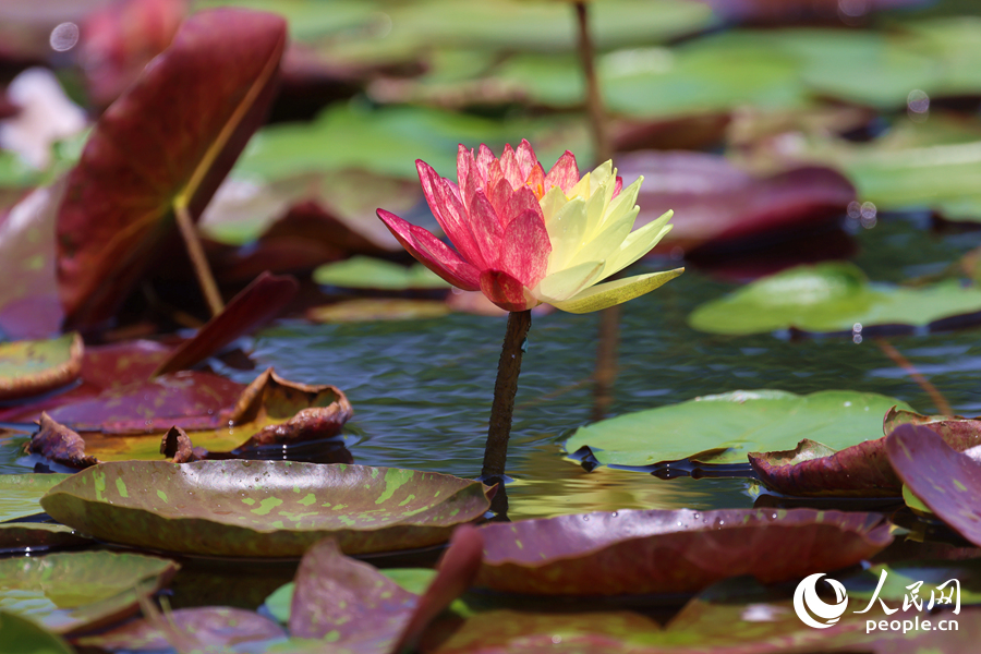 亭亭玉立于水中央的雙色睡蓮。人民網(wǎng)記者 陳博攝 亭亭玉立于水中央的雙色睡蓮。人民網(wǎng)記者 陳博攝