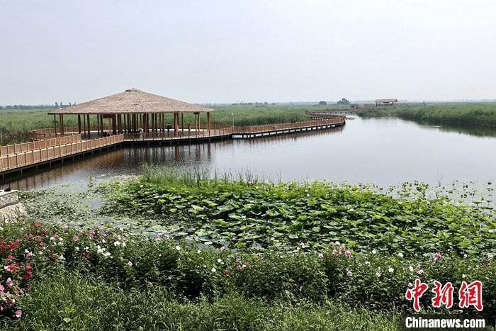從完成頂層設(shè)計(jì)到如火如荼大規(guī)模建設(shè)，六年來(lái)，雄安新區(qū)如春天的竹子一般拔節(jié)生長(zhǎng)，這座承載千年大計(jì)的“未來(lái)之城”已雄姿初顯。從“一張白紙”開始著墨，如今的雄安新區(qū)已是濃墨重彩的“山水畫”。<a target='_blank' href='/'>中新社</a>記者近日走訪了雄安新區(qū)多地，從“藍(lán)綠金”三色感受這座“未來(lái)之城”的巨大變化。圖為7月20日，河北白洋淀上荷花滿淀、蘆花搖曳。 <a target='_blank' href='/'>中新社</a>記者 易海菲 攝